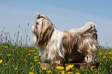 SHIH TZU 288